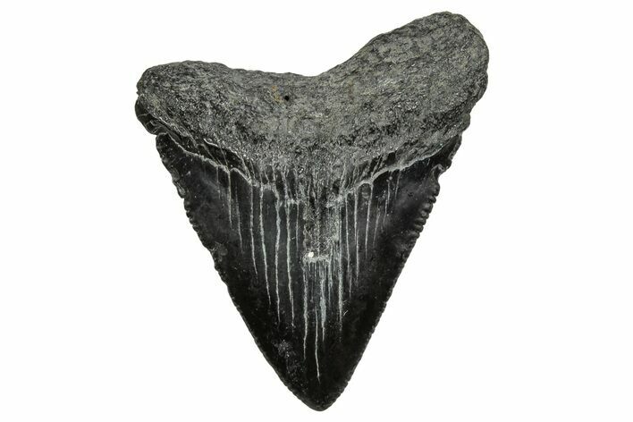 Serrated, Juvenile Megalodon Tooth - South Carolina #328721
